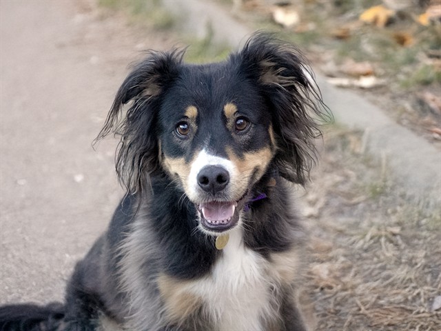 Odie - Male - Nonspecific