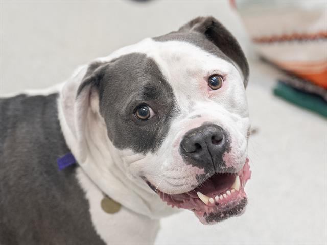 Gus - Male - Pit Bull-Mix