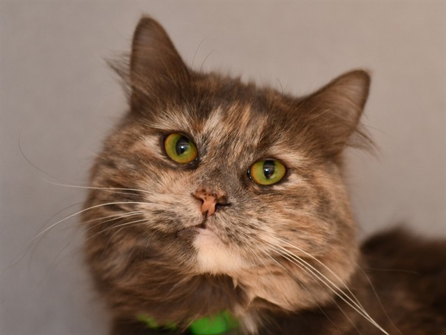 Oogie - Female - Domestic MH