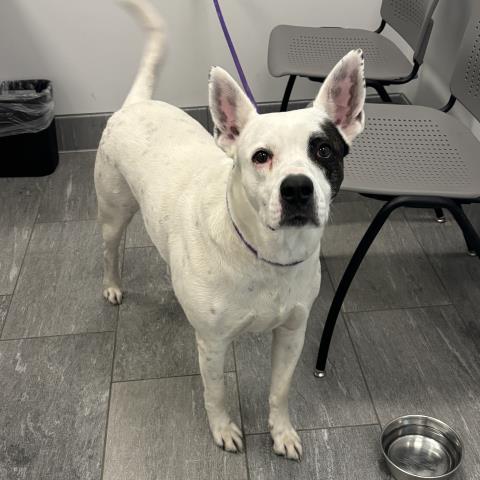 Petey - Male - Nonspecific