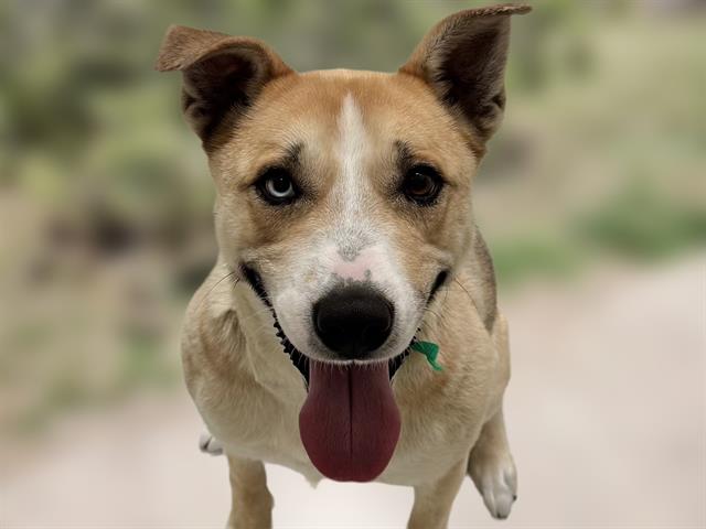 Boo - Female - Nonspecific