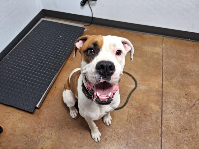 Canelo - Male - Boxer
