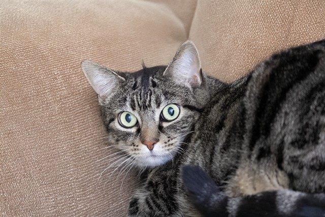 Caramel - Female - Domestic SH