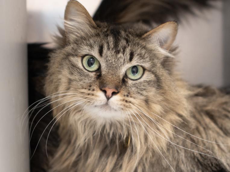 Leaf - Female - Domestic LH