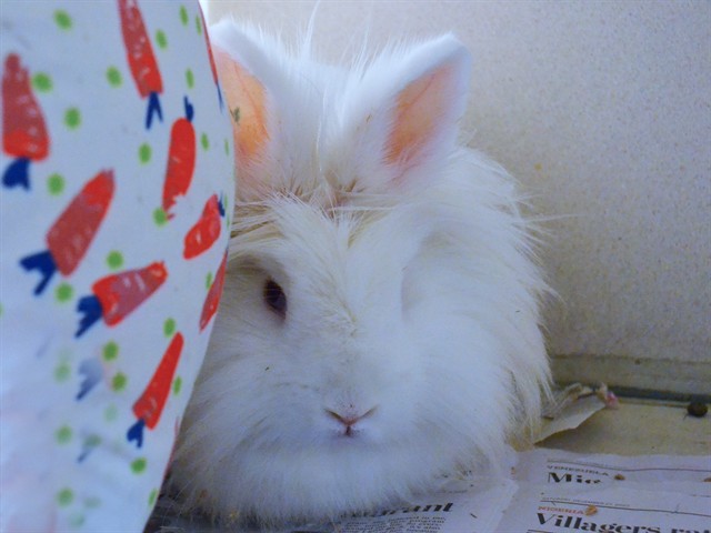 Alice - Female - Lionhead
