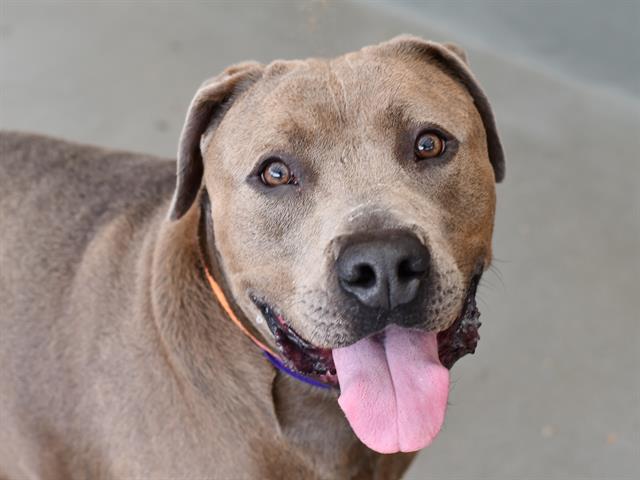 Bruce - Male - Pit Bull