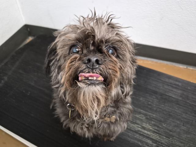Griffin - Male - Brussels Griffon-Mix