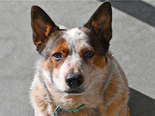 Terra - Female - Australian Cattle Dog