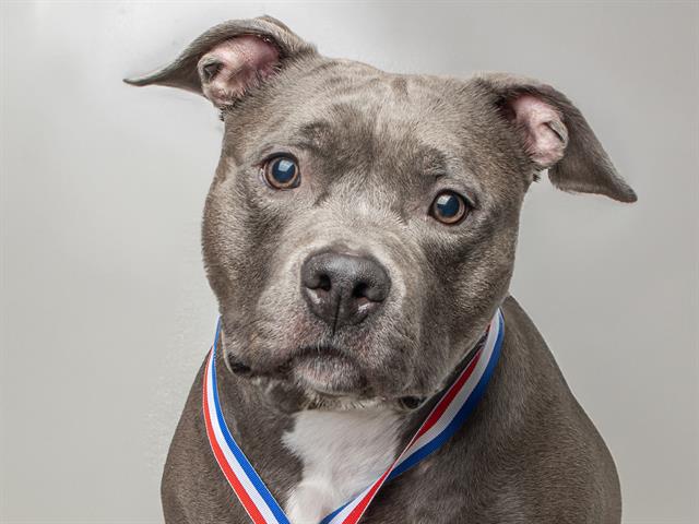 Nala - Female - Pit Bull