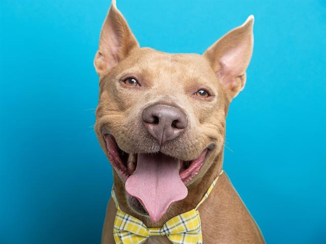 Prince - Male - Pit Bull-Mix