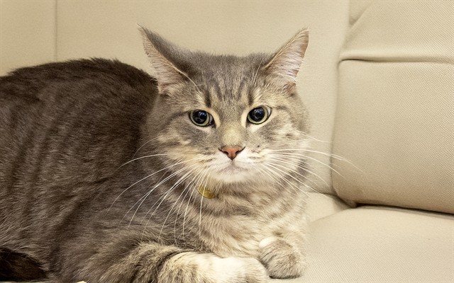 Diesel - Male - Domestic SH