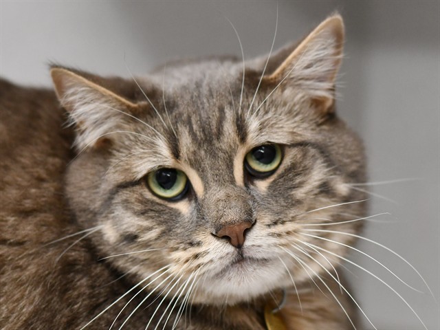 Turbo - Male - Domestic SH