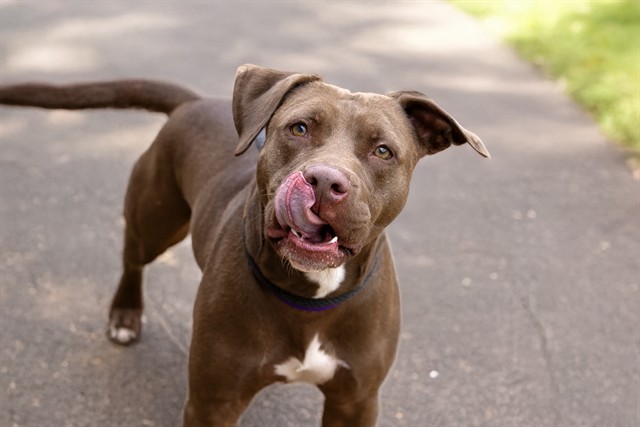 Bruno - Male - Pit Bull-Labrador Retriever