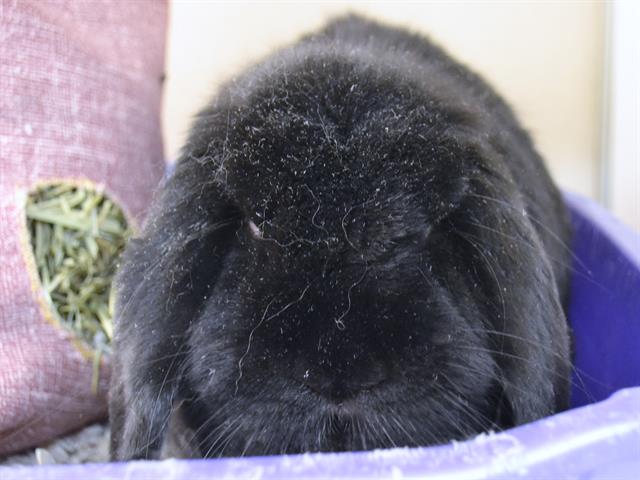 Pharoah - Male - Lop