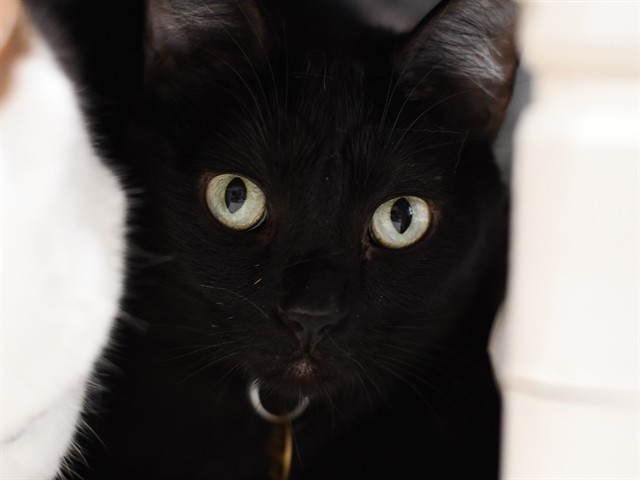 Toothless - Male - Domestic SH