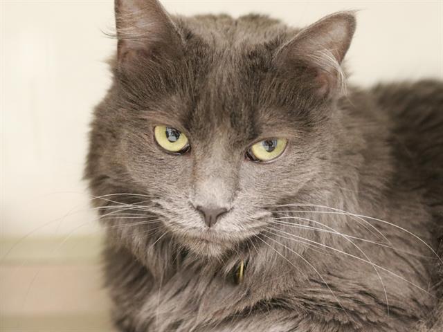 Willow - Female - Domestic SH