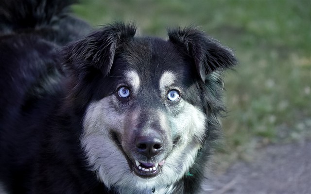 Kira - Female - Siberian Husky