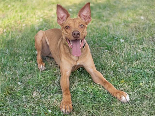 Buddy - Male - Ibizan Hound-Mix