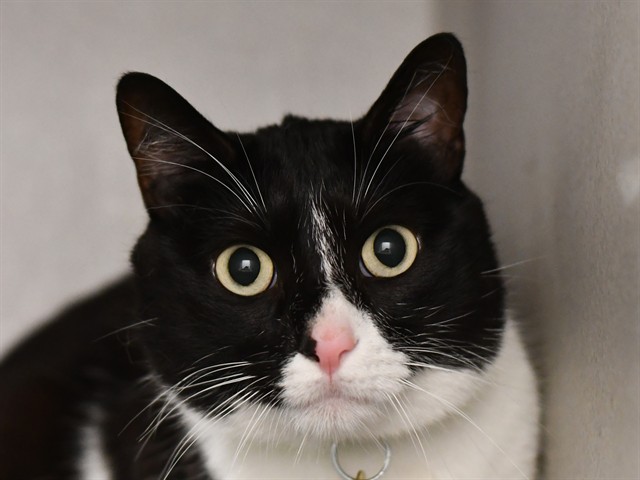 Shady - Female - Domestic SH