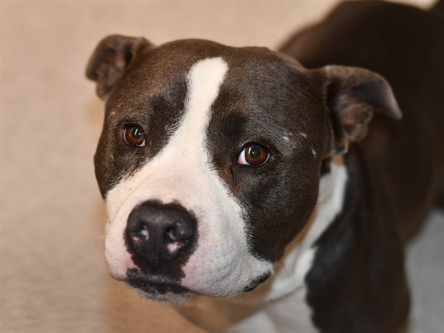 Simba - Male - Pit Bull