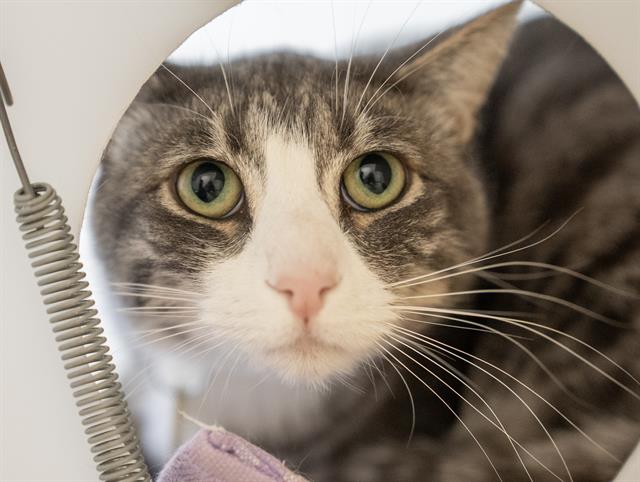 Tucker - Male - Domestic SH
