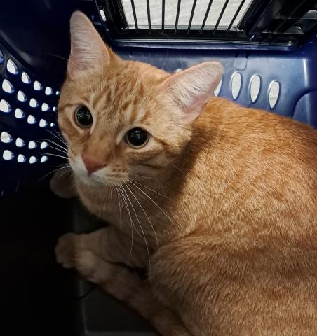 Boots - Male - Domestic SH