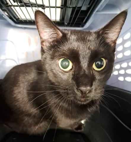 Sour Cream - Male - Domestic SH