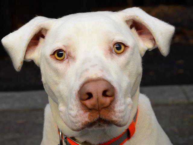 King - Male - Am Bulldog-Mix
