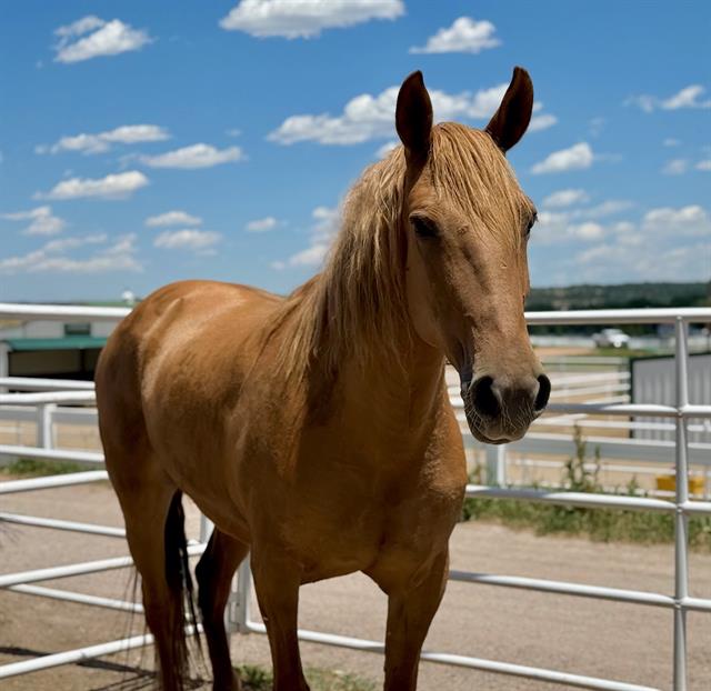 Asiago - Female - Grade
