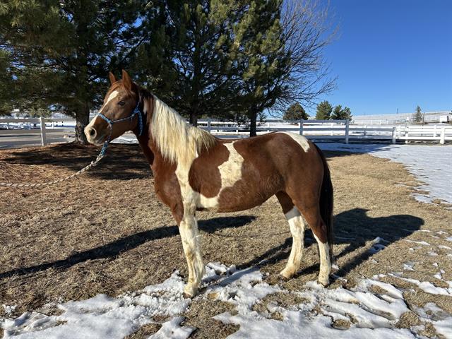 Picatta - Female - Pinto