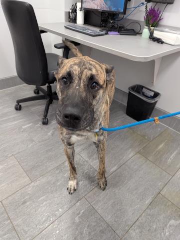 Rebel - Male - Boxer-Mix
