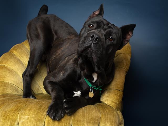 Primrose - Female - Cane Corso