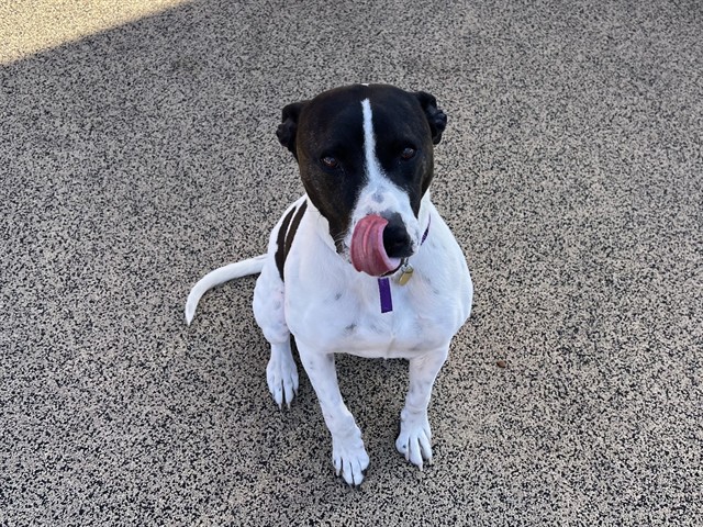 Max - Male - Border Collie-Pit Bull