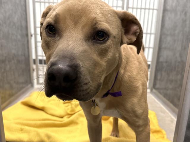 Gravy - Male - Pit Bull