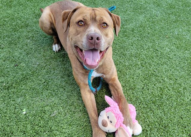 Mangos - Male - Labrador Retriever-Mix