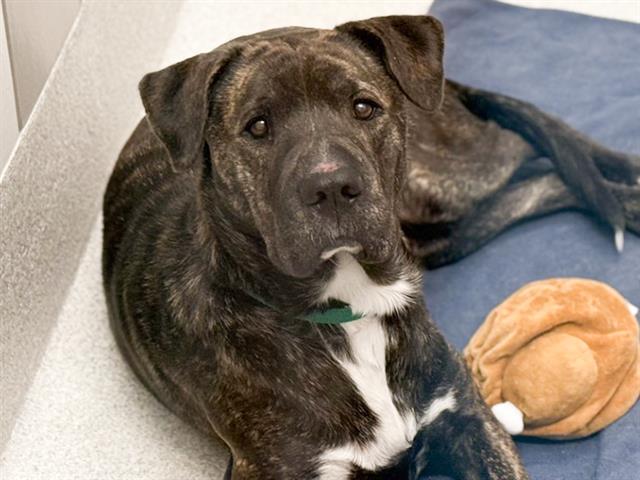 Chama - Female - Chinese Sharpei-Mix