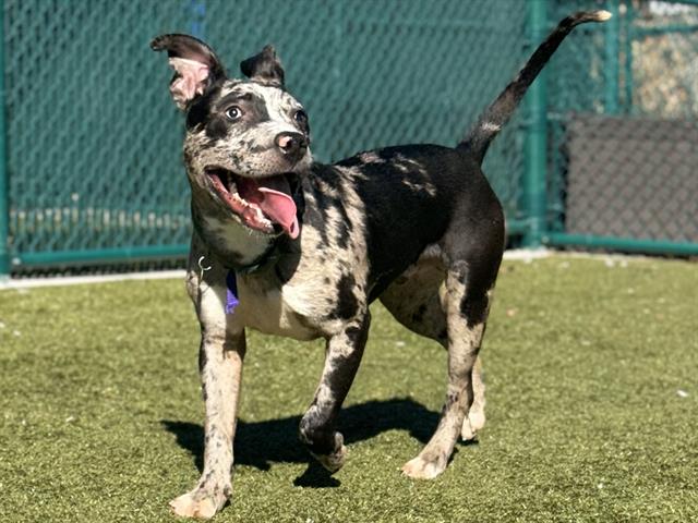 Ash - Male - Pit Bull
