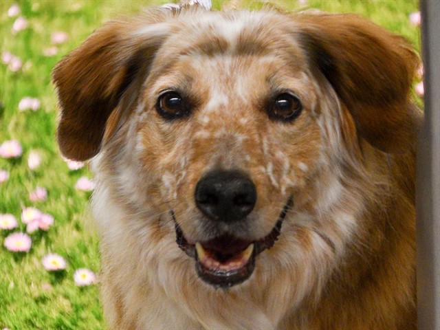 Rudy - Male - Australian Cattle Dog-Mix