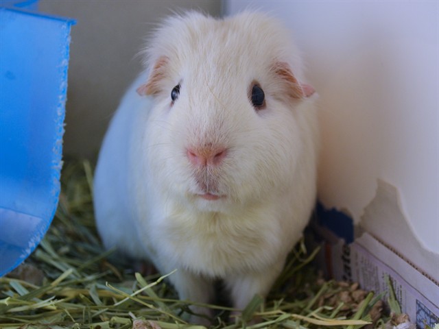 Goose - Male - Guinea Pig