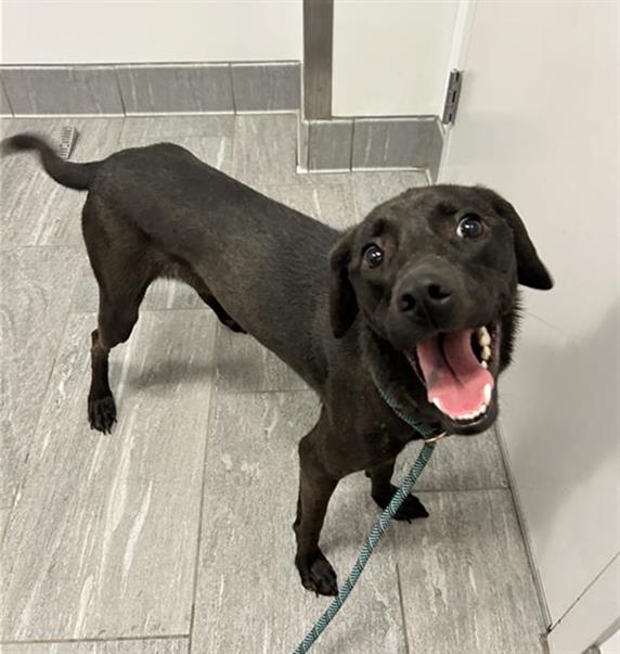River - Female - Labrador Retriever-Mix