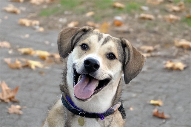 Remy - Male - Nonspecific