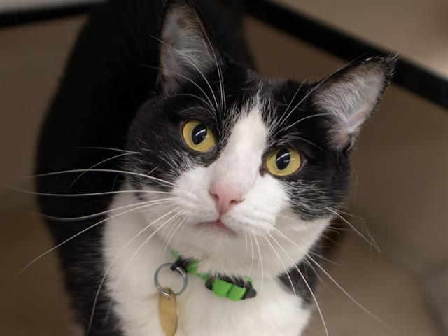 Oreo - Female - Domestic SH