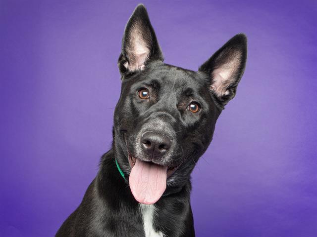 Pepper - Female - Nonspecific