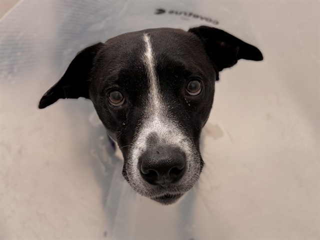 Tantan - Male - Basenji-Mix