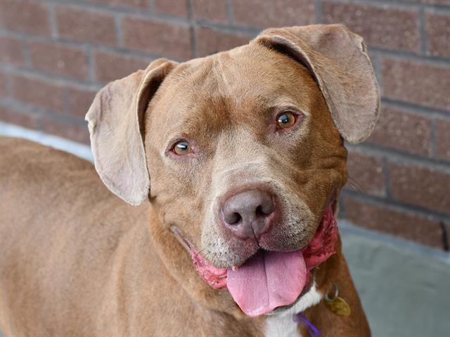 Bacon - Male - Pit Bull-Mix