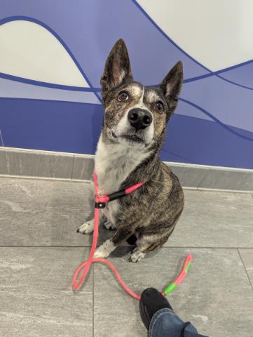 Lilith - Female - Australian Cattle Dog-Mix