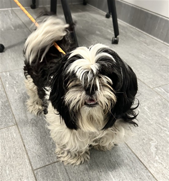 Sammie - Female - Lhasa Apso-Shih Tzu