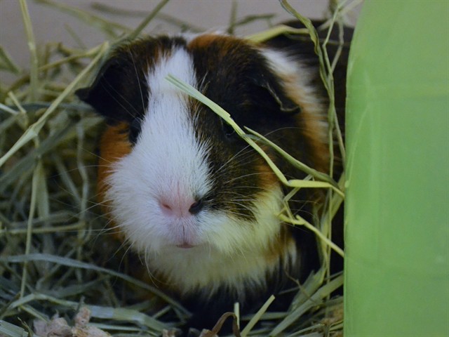 Hershey - Male - Guinea Pig
