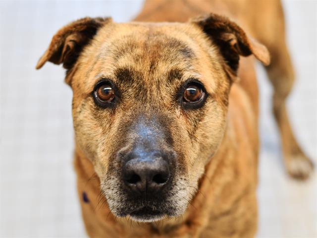 Buddy - Male - Nonspecific