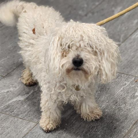 Canelo - Male - Miniature Poodle